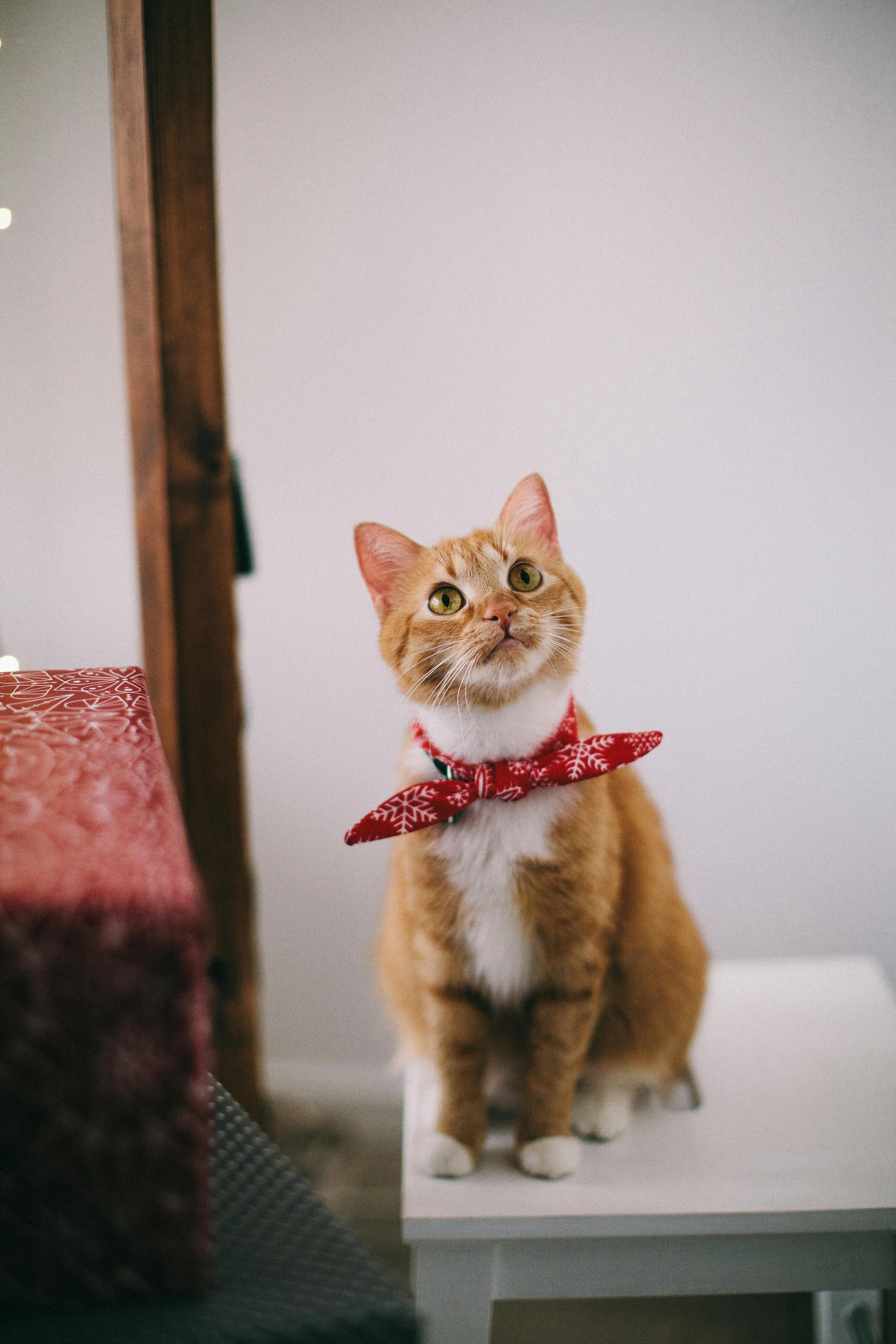 An orange cat with a red handkerchief tied around it's neck as a collar sitting on a small white table